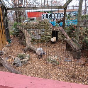 Red Fox Exhibit