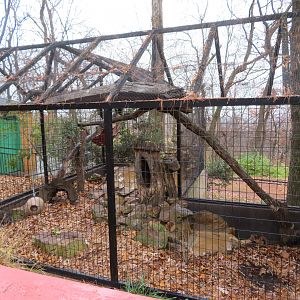 Northern Raccoon Exhibit