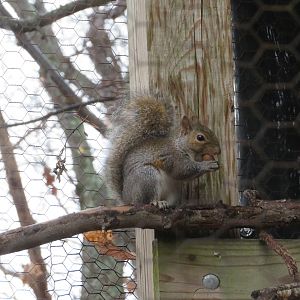 Eastern Gray Squirrel (Wild)
