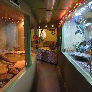 Reptile House (6 species)