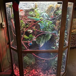 Veiled Chameleon Exhibit