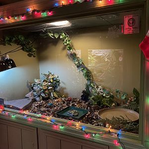 Eastern Box Turtle Tank