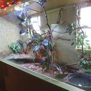 Boa Constrictor Tank