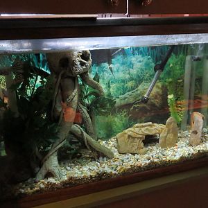 Tentacled Snake Tank