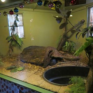 Burmese Python Tank