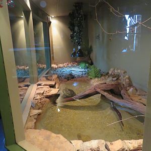 Yellow-spotted Amazon River Turtle Exhibit