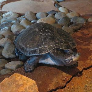 Yellow-spotted Amazon River Turtle