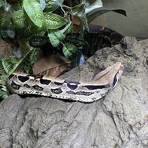 Boa Constrictor