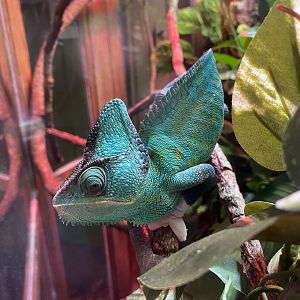 Veiled Chameleon