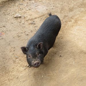 Small Pig