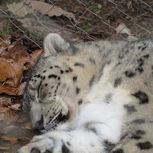 Snow Leopard