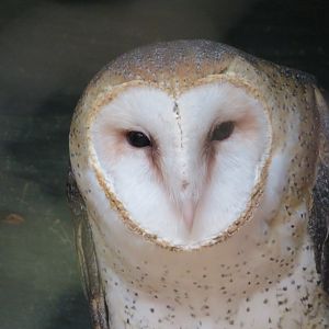 Barn Owl