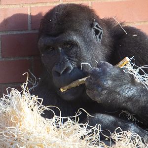 Shufai - Western Lowland Gorilla