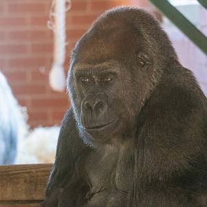 Asante - Western Lowland Gorilla