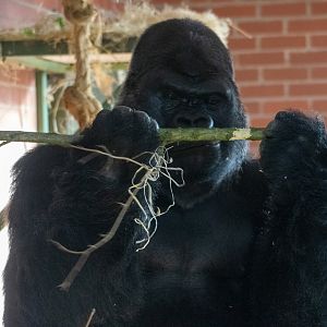 Oumbi - Western Lowland Gorilla