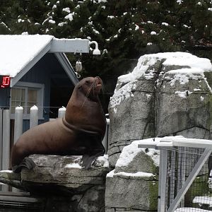 stellers sea lion bull