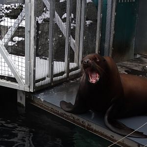 one eyed female stellers sea lion