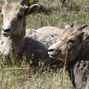 bighorn sheep