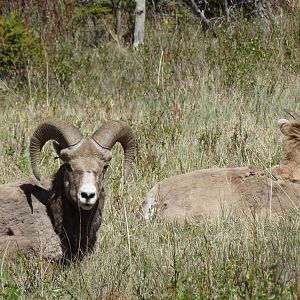 bighorn sheep