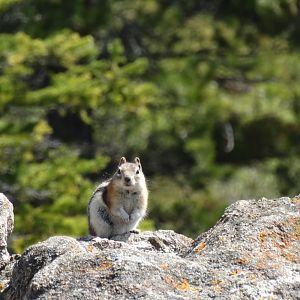 golden mantled ground squirrel