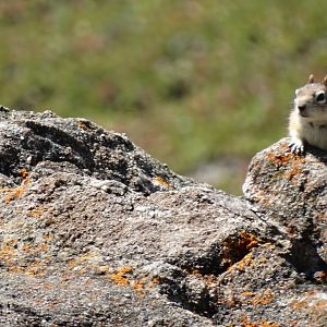 golden mantled ground squirrel