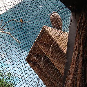 Possible hamerkop, need definitive ID please