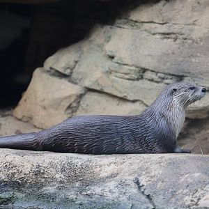Otter Run - North American River Otter