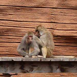 Riverbanks Zoo & Garden - Hamadryas Baboon
