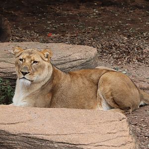Riverbanks Zoo & Garden - African Lion
