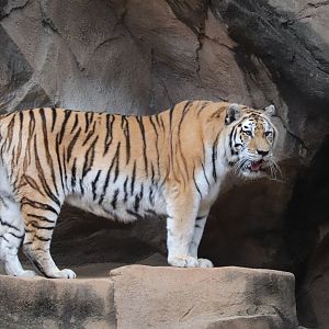 Riverbanks Zoo & Garden - Amur Tiger