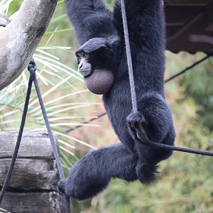 Riverbanks Zoo & Garden - Siamang