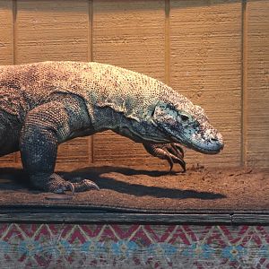 Riverbanks Zoo & Garden - Komodo Dragon