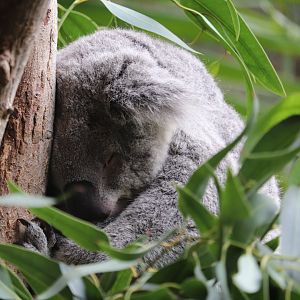 Koala Knockabout - Koala