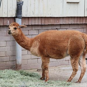 Riverbanks Farm - Alpaca