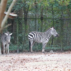 Ndoki Forest - Plains Zebra