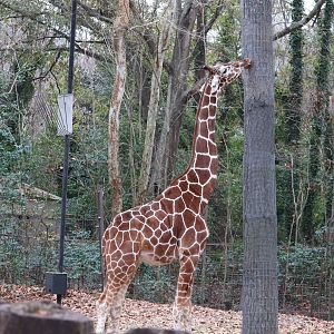 Ndoki Forest - Giraffe