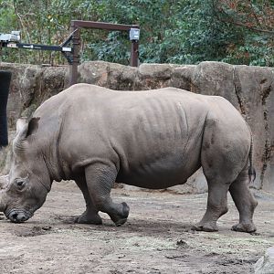 Ndoki Forest - White Rhino