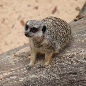 Ndoki Forest - Slender-Tailed Meerkat
