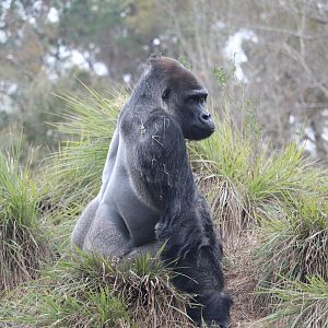Ndoki Forest - Western Lowland Gorilla