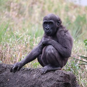 Ndoki Forest - Western Lowland Gorilla