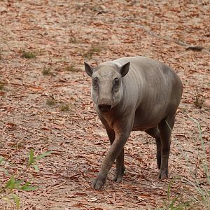 Riverbanks Zoo & Garden - Babirusa