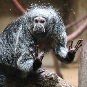 Conservation Outpost - White-Faced Saki Monkey