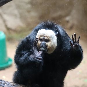 Conservation Outpost - White-Faced Saki Monkey
