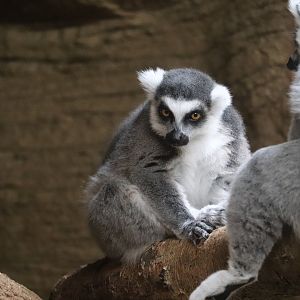 Conservation Outpost - Ring-Tailed Lemur