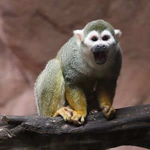 Conservation Outpost - Squirrel Monkey