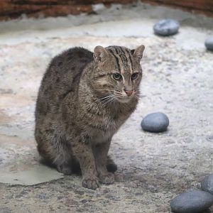 Conservation Outpost - Fishing Cat