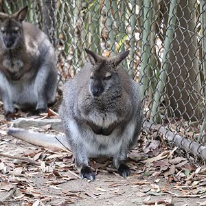 Kangaroo Walkabout - Red-Necked Wallaby