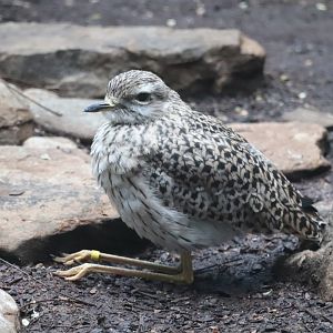 Birdhouse - Spotted Dikkop