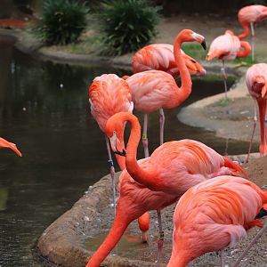 Birdhouse - Caribbean Flamingo