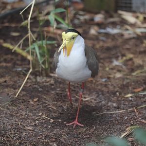 Riverbanks Zoo & Garden - Masked Lapwing